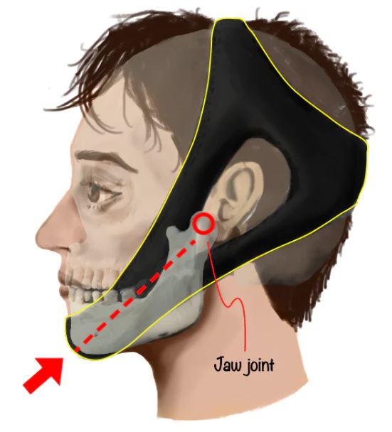 Image of a typical traditional chinstrap